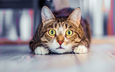 Aufgepasst! Die CO2-Steuer für Heizöl kommt.